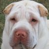Shar-Pei Molly