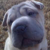 Shar-Pei Monti