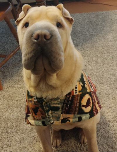 Chinese Shar-Pei Moose