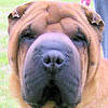 Shar-Pei Mr. Wrinkles