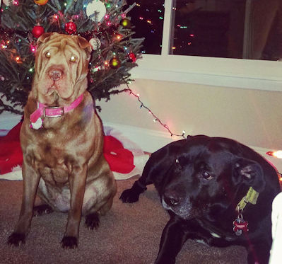 Chinese Shar-Pei Mulan