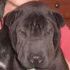 Shar-Pei Murdock