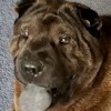 Shar-Pei Mya