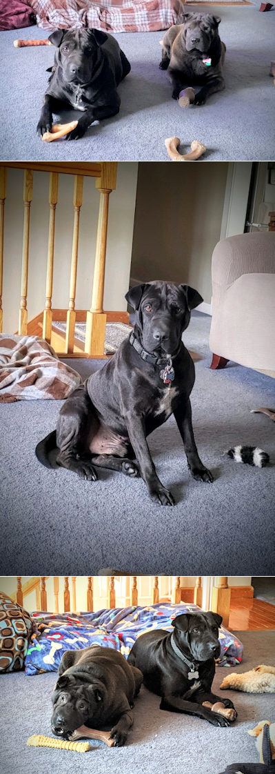 Chinese Shar-Pei Mya and Higgins