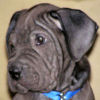 Shar-Pei Puppy Navidad