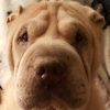 Shar-Pei Nellie
