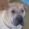 Shar-Pei NJ Daughter