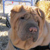 Shar-Pei Olive