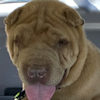 Shar-Pei Owen