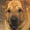 Shar-Pei Parker