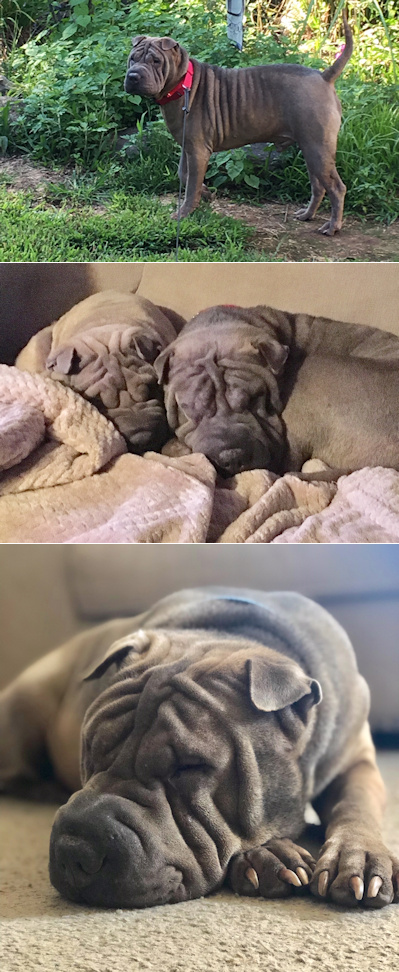 Chinese Shar-Pei Patrick