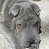 Shar-Pei Penny