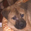 Shar-Pei Mix Puppy - Pete