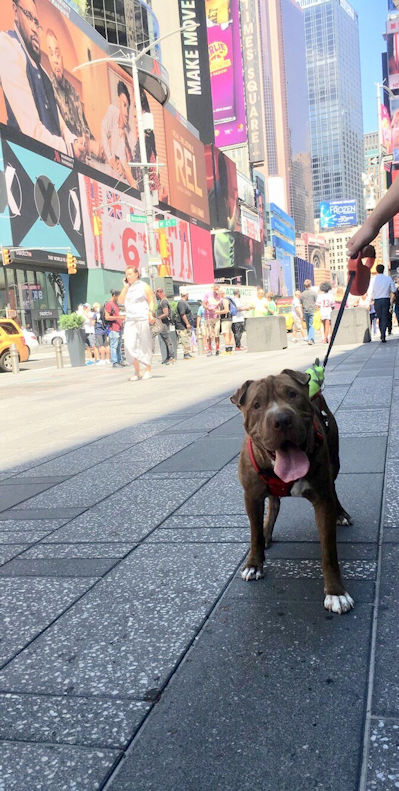 Chinese Shar-Pei Pom-Pei