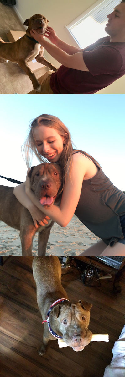 Chinese Shar-Pei Pom-Pei