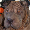 Shar-Pei Pooky