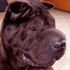 Shar-Pei Princess