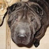 Shar-Pei Q.T.