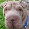 Shar-Pei Raisen