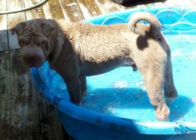 Chinese Shar Pei Pictures - Raisen