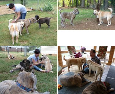 Shar-Pei Picture - Reunion