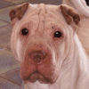 Shar-Pei Rocky