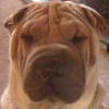 Shar-Pei Rocky
