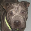 Shar-Pei Roxy