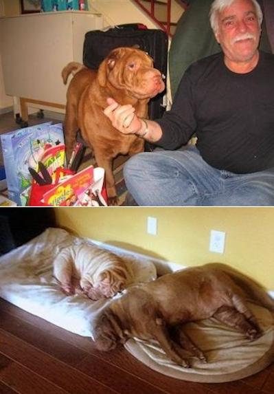 Chinese Shar Pei Pictures - Roxy and Luke