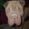 Shar-Pei Rufus