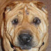 Shar-Pei Rusty