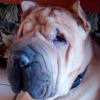 Shar-Pei Rusty