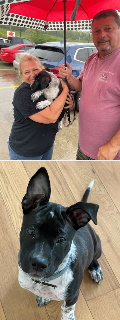 Chinese Shar-Pei Sally