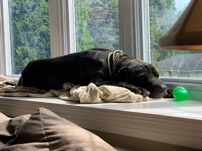 Chinese Shar-Pei Samson