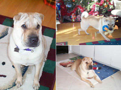 Chinese Shar Pei Pictures - Sara