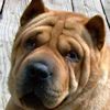 Shar-Pei Sassy