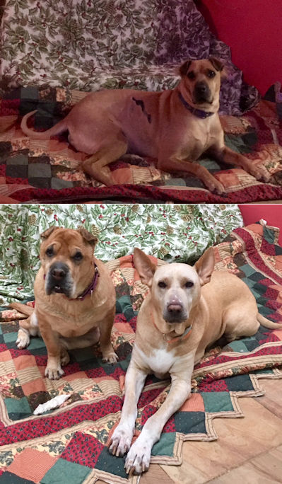 Chinese Shar-Pei Satchel Dapple and Pearl