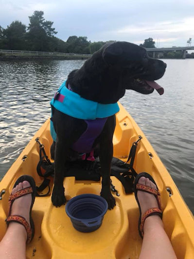 Chinese Shar-Pei Savannah