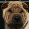 Shar-Pei Shep
