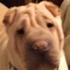 Shar-Pei Snowy