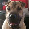 Shar-Pei Sonny