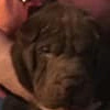 Shar-Pei Stanley