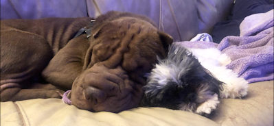 Chinese Shar-Pei Stanley