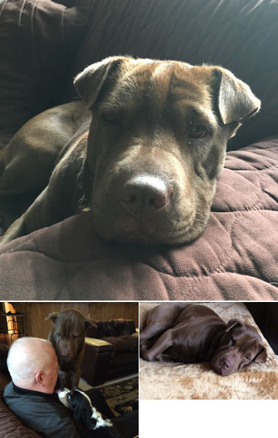 Chinese Shar-Pei Stella