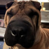 Shar-Pei Stitch