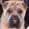 Shar-Pei Tanner