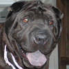 Shar-Pei Tanner