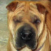Shar-Pei Theodore