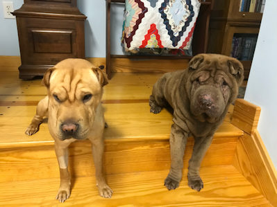 Chinese Shar-Pei Timber