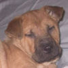 Shar-Pei Mix Puppy - Tinker